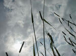 DSC00053-1.jpg