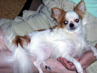 20070830syuwa.jpg