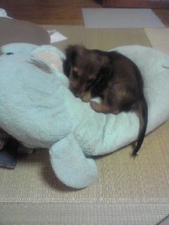 20080131seiryuu.jpg