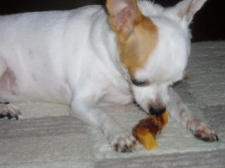 kokoro20070911_2.jpg
