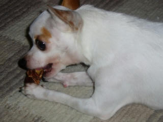 kokoro20070911_4.jpg