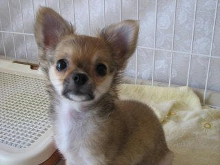hana-20070902.jpg