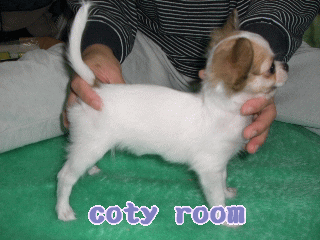aoi_r.gif