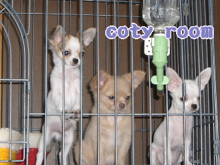 image.gif