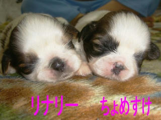 Dsc01237.jpg