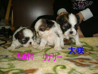 Dsc01290.jpg