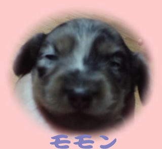 momon.jpg