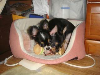20110522thifa_rinoa.jpg