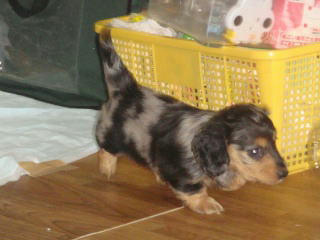 20110617hinata.jpg
