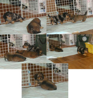 20110617dacks.jpg