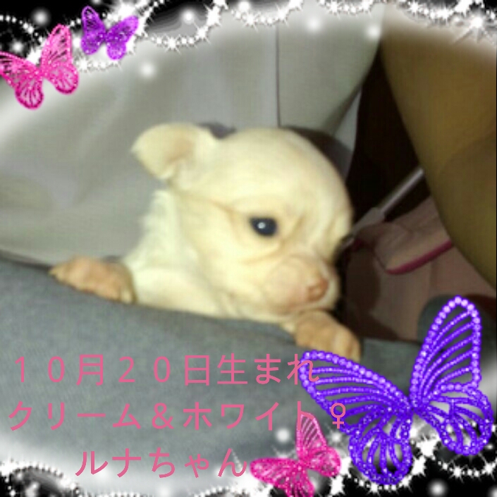 2012-11-13_12.55.23.jpg