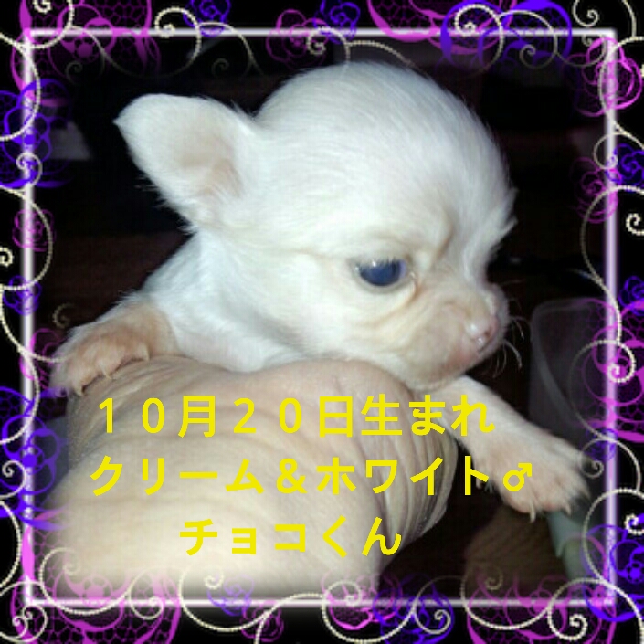 2012-11-13_12.50.25.jpg