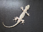 800px-Gekko_japonicus.jpg