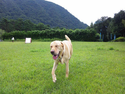 kinugawa-al.jpg