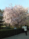 sakura.jpg