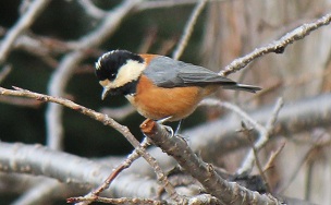 おみくじ鳥のヤマガラ 鳥がスキ
