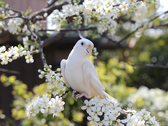 白いプラムの花と白いオカメインコ 鳥がスキ