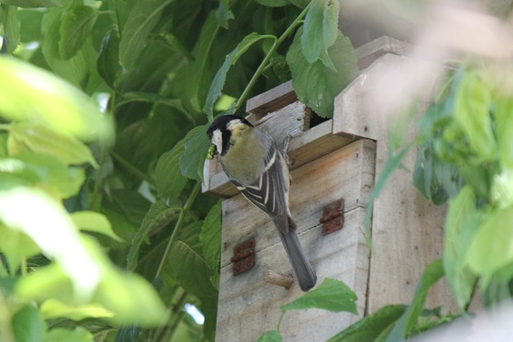 シジュウカラの巣 鳥がスキ