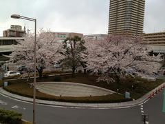 武蔵浦和の桜