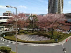 武蔵浦和の桜