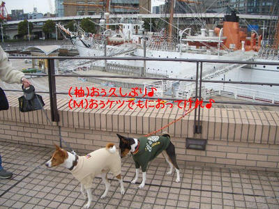 sakuragi2.jpg