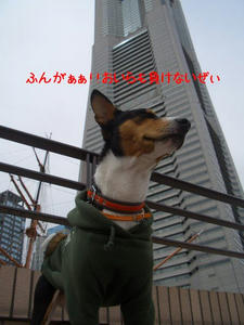 sakuragi4.jpg