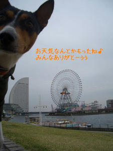 sakuragi9.jpg