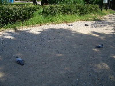 park7.jpg