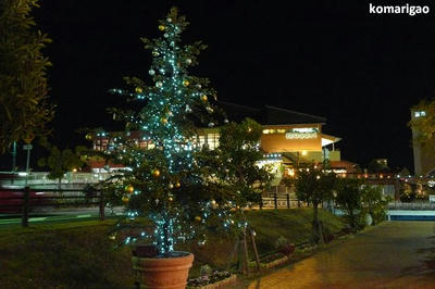 tree1.jpg