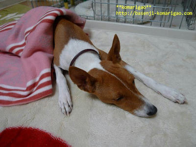 ファンコーニ症候群 Part１０５ 肝臓の高数値 Basenji Komarigao Blog