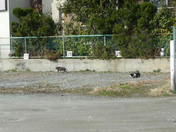 P1000828.JPGppc.jpg