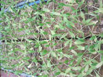 IMG_0168_ks.jpg