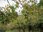 IMG_0518_ks.jpg