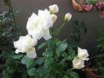 white1