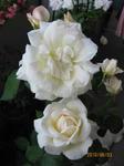 white2