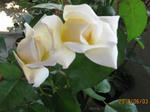 white3