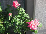 mariakarasu2010-2