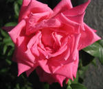 mariakarasu2010-4