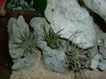 DSCF2195.JPG