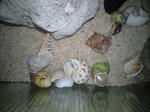 貝殻とオカヤドカリ
