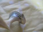 IMG_2716.JPG