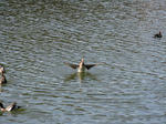 IMG_2911.JPG