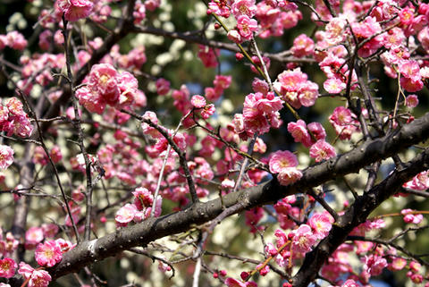 DSC09780.jpg