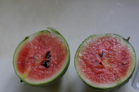 suica01.JPG