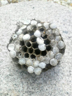 2010092119560000.jpg