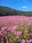 長野4