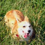 20081004barong.jpg