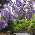 syobu-en.jpg
