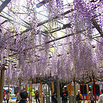 1000nen-fuji.jpg