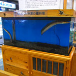 hamo.jpg
